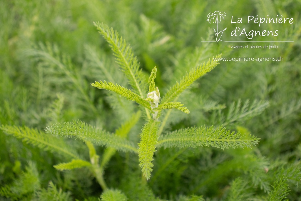 Achillea millefolium - La pépinière d'Agnens