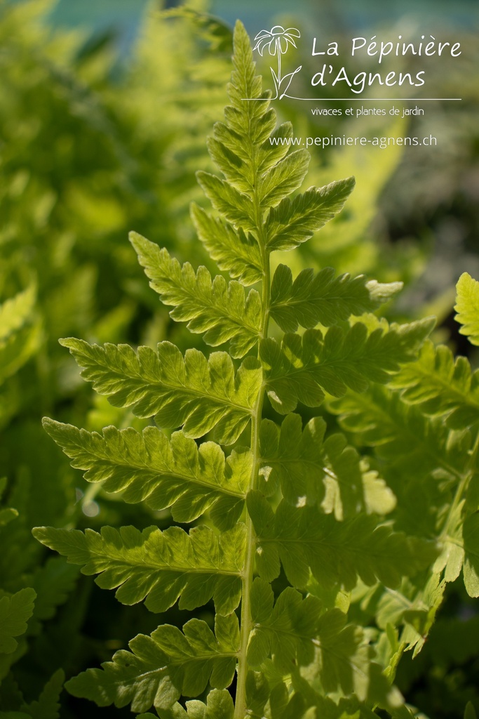 Matteuccia struthiopteris - La pépinière d'Agnens