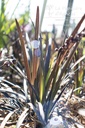 Ophiopogon planiscapus 'Niger' - La pépinière d'Agnens