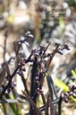 Ophiopogon planiscapus 'Niger' - La pépinière d'Agnens