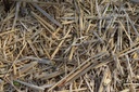 Paillage de Miscanthus - La pépinière d'Agnens