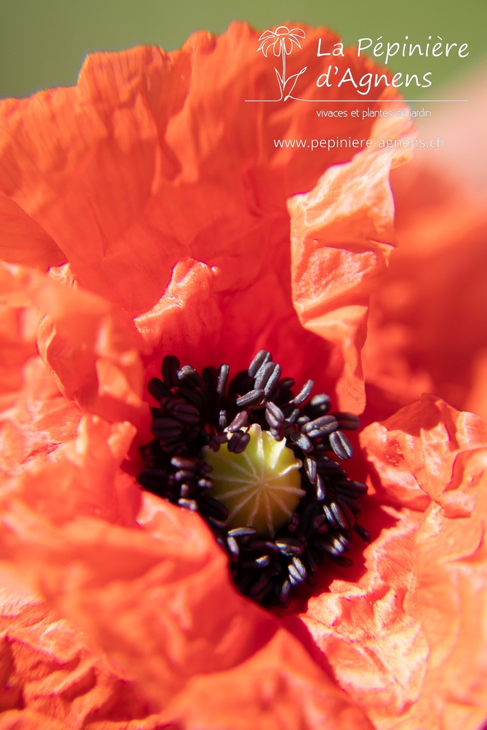 Papaver rhoeas - La pépinière d'Agnens