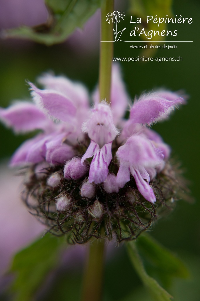 Phlomis tuberosa 'Amazone' - La pépinière d'Agnens