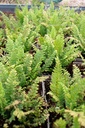 Polystichum setiferum 'Herrenhausen' - La pépinière d'Agnens