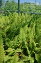 Polystichum setiferum 'Plumosum Densum' - La pépinière d'Agnens