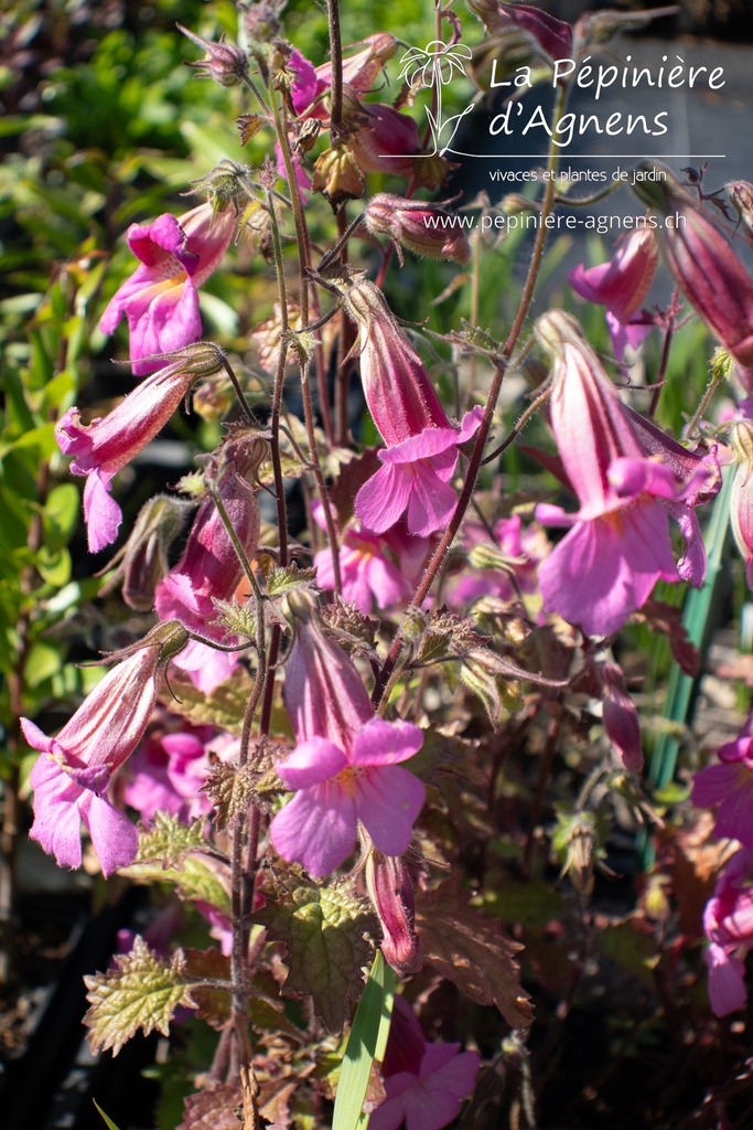 Rehmannia elata - La pépinière d'Agnens