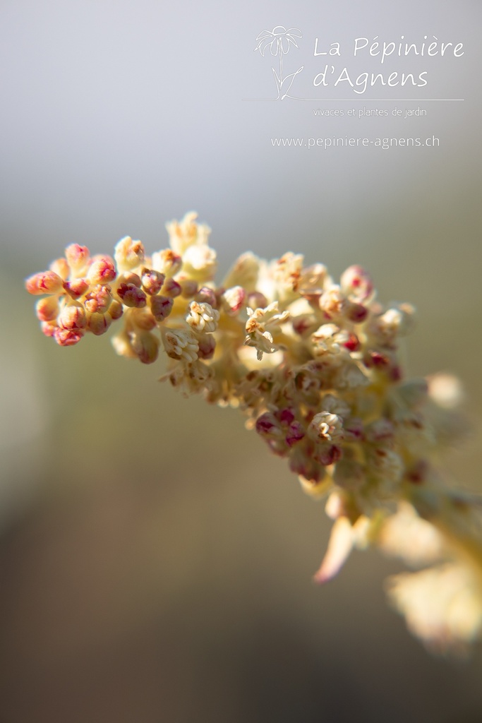 Rheum rhabarbarum 'Victoria' - La pépinière d'Agnens