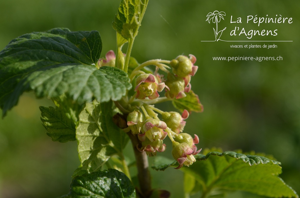 Ribes (2) nigrum 'Dr. Bauer's Ometa' - La pépinière d'Agnens