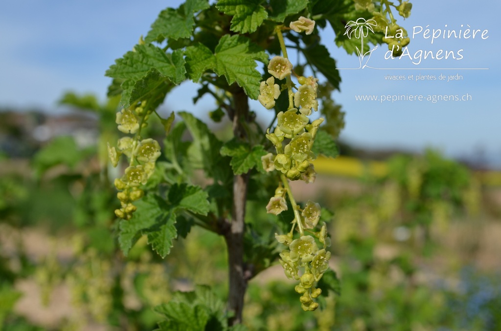 Ribes (3) rubrum 'Gloire des Sablons' - La pépinière d'Agnens