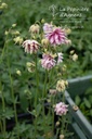 Aquilegia vulgaris 'Nora Barlow' - La pépinière d'Agnens