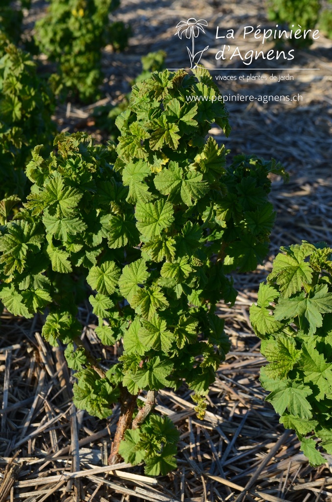 Ribes (3) rubrum 'Jonkheer van Tets' - La pépinière d'Agnens