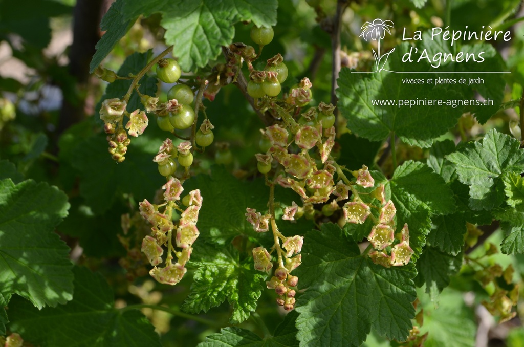 Ribes (3) rubrum 'Jonkheer van Tets' - La pépinière d'Agnens