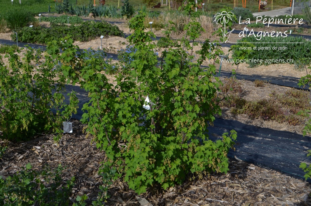 Ribes (3) rubrum 'Rovada' - La pépinière d'Agnens