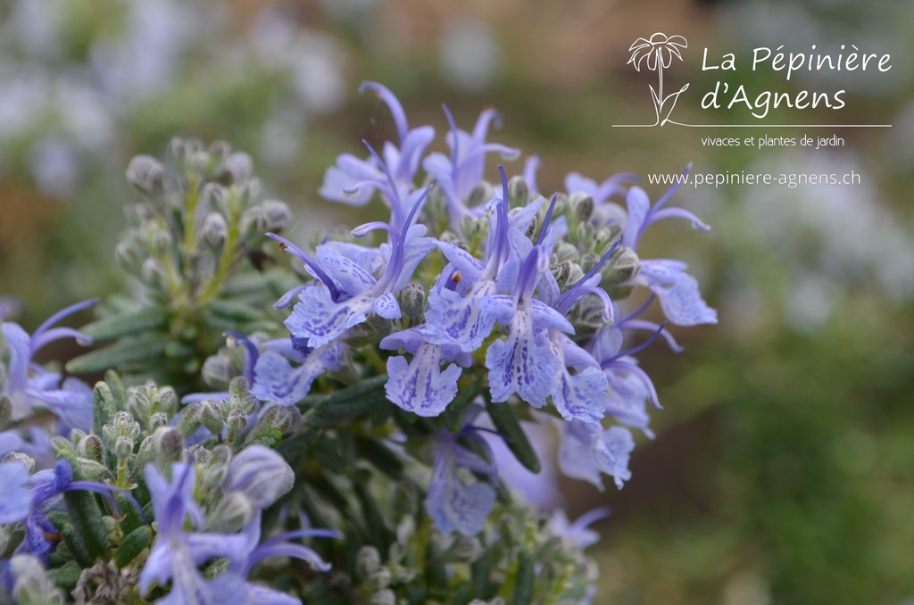 Rosmarinus officinalis 'Prostratus' - La pépinière d'Agnens