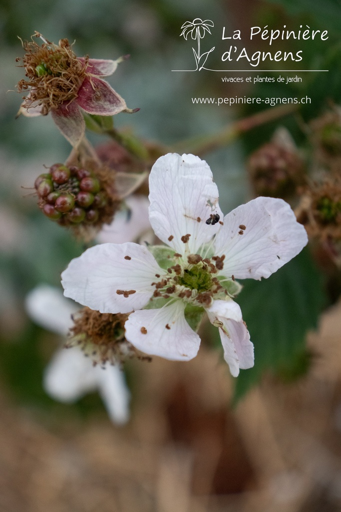 Rubus (1) fruticosus 'Loch Ness' - La pépinière d'Agnens