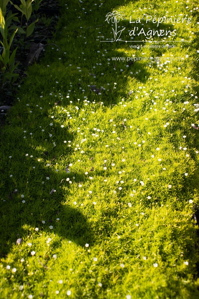 Sagina subulata 'Aurea' - La pépinière d'Agnens