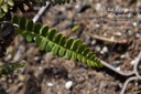 Blechnum penna-marina - la Pépinière d'Agnens