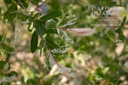 Salix integra 'Hakura-Nishiki' - La pépinière d'Agnens