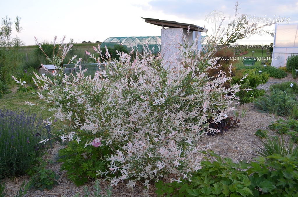 Salix integra 'Hakura-Nishiki' - La pépinière d'Agnens