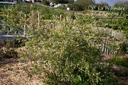 Salix integra 'Hakura-Nishiki' - La pépinière d'Agnens