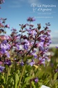 Salvia officinalis - La pépinière d'Agnens