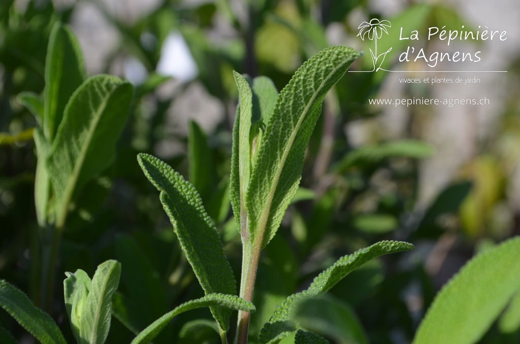 Salvia officinalis - La pépinière d'Agnens