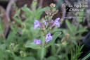 Salvia officinalis - La pépinière d'Agnens