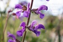 Salvia pratensis - La pépinière d'Agnens