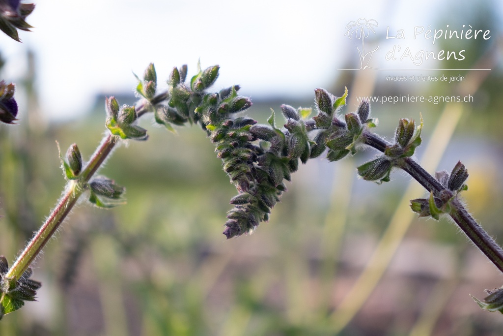 Salvia pratensis - La pépinière d'Agnens