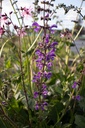 Salvia pratensis - La pépinière d'Agnens