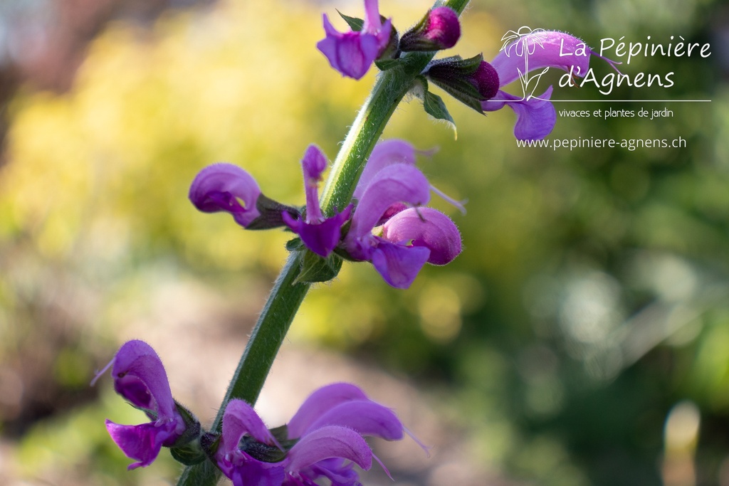 Salvia pratensis 'Sweet Esmeralda' - La pépinière d'Agnens