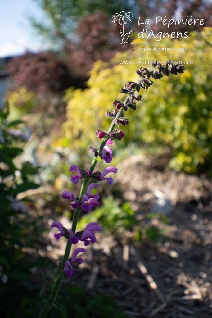 Salvia pratensis 'Sweet Esmeralda' - La pépinière d'Agnens