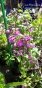 Salvia pratensis 'Sweet Esmeralda' - La pépinière d'Agnens