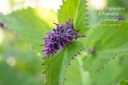 Salvia verticillata 'Hanney's Blue' - La pépinière d'Agnens