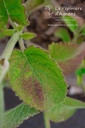 Salvia verticillata 'Hanney's Blue' - La pépinière d'Agnens