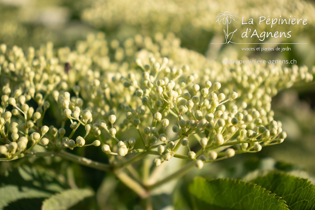 Sambucus nigra 'Haschberg' - La pépinière d'Agnens