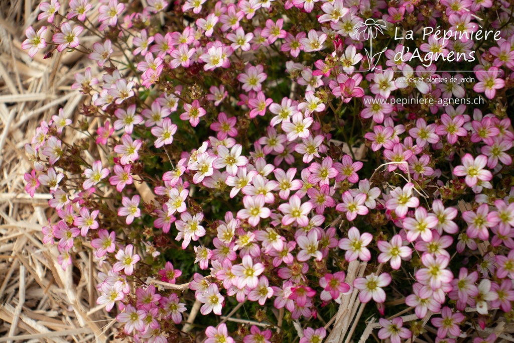 Saxifraga arendsii (x) 'Pixie' - La pépinière d'Agnens