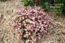 Saxifraga arendsii (x) 'Pixie' - La pépinière d'Agnens