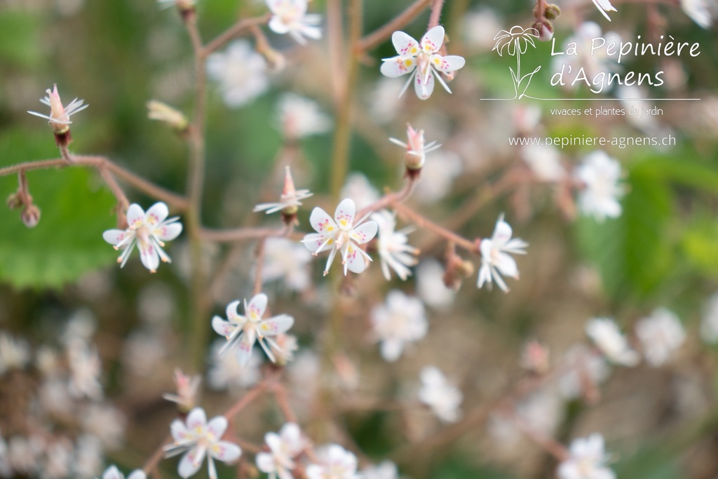 Saxifraga urbium (x) - La pépinière d'Agnens