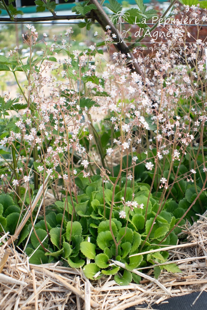 Saxifraga urbium (x) - La pépinière d'Agnens