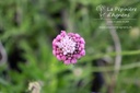 Scabiosa columbaria 'Pink Mist' - La pépinière d'Agnens