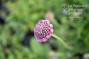 Scabiosa columbaria 'Pincushion Pink' - La pépinière d'Agnens