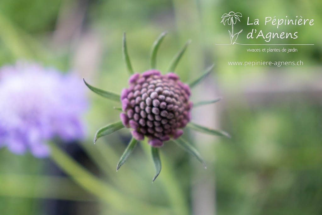 Scabiosa japonica var. alpina - La pépinière d'Agnens