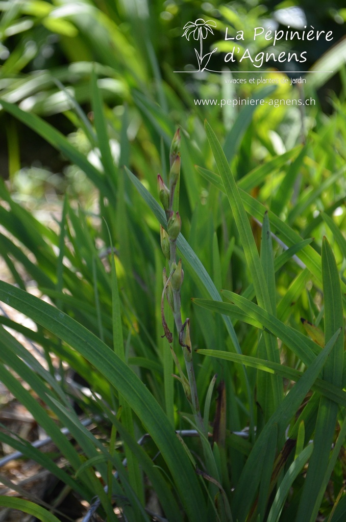 Schizostylis coccinea - La pépinière d'Agnens