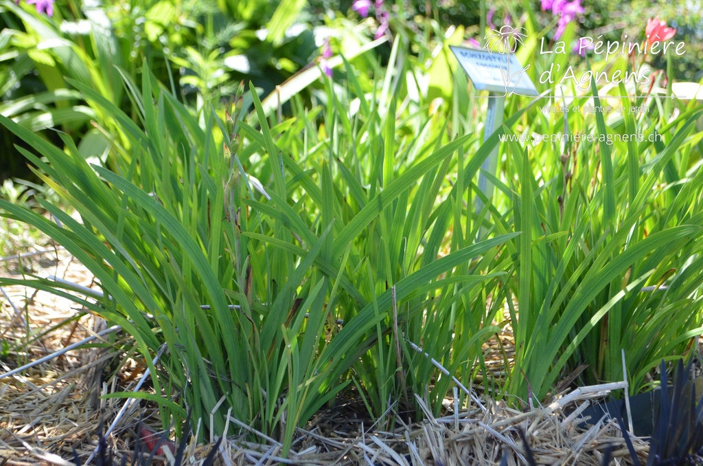 Schizostylis coccinea - La pépinière d'Agnens