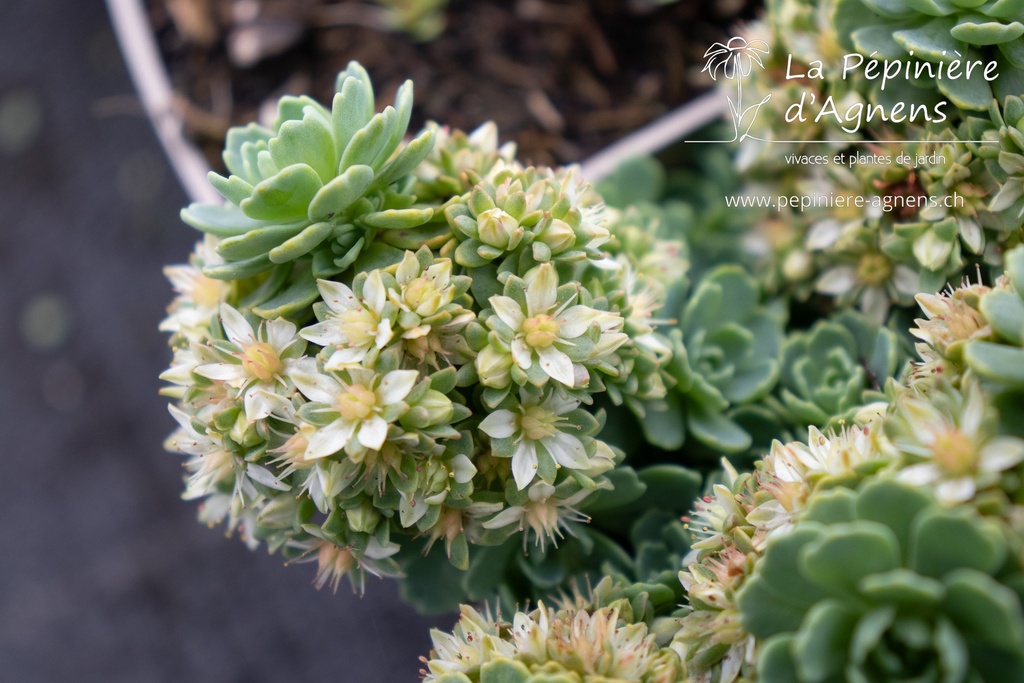 Sedum pachyclados - La pépinière d'Agnens