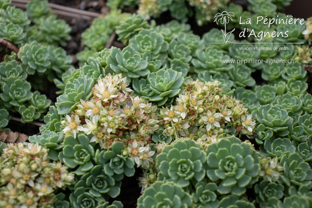 Sedum pachyclados - La pépinière d'Agnens