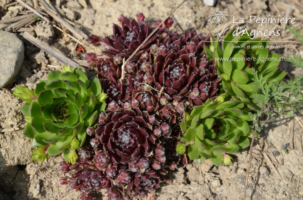 Sempervivum Divers - La pépinière d'Agnens