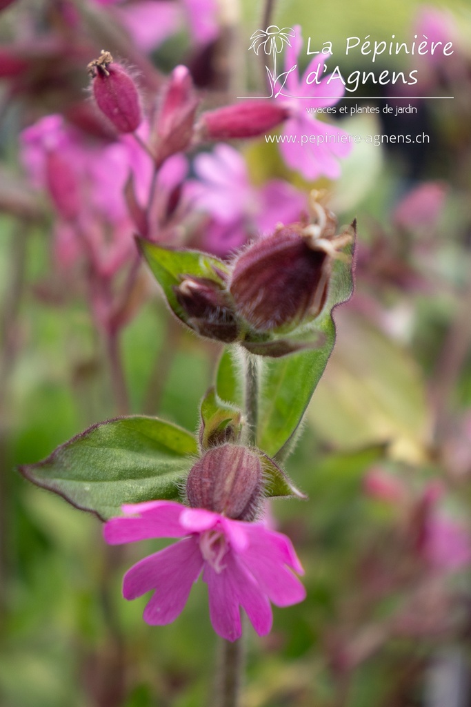 Silene dioica - La pépinière d'Agnens