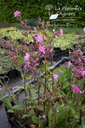 Silene dioica - La pépinière d'Agnens